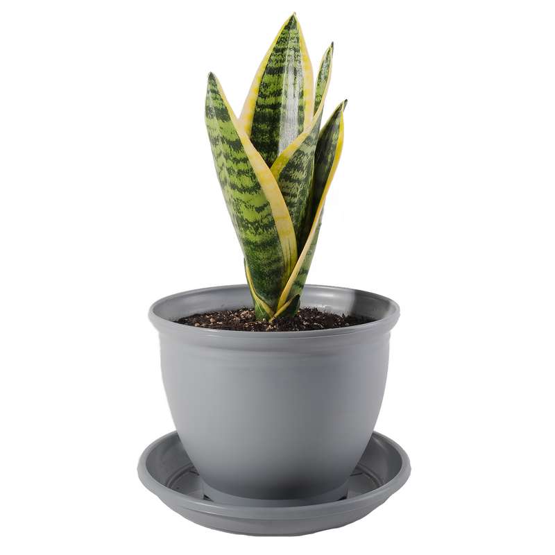 گیاه طبیعی سانسوریا کرواتی مدل P-10 گیاه طبیعی سانسوریا کرواتی مدل P-10