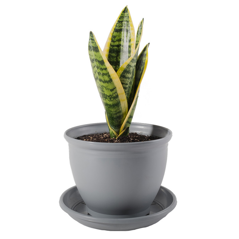 گیاه طبیعی سانسوریا کرواتی مدل P-10 گیاه طبیعی سانسوریا کرواتی مدل P-10