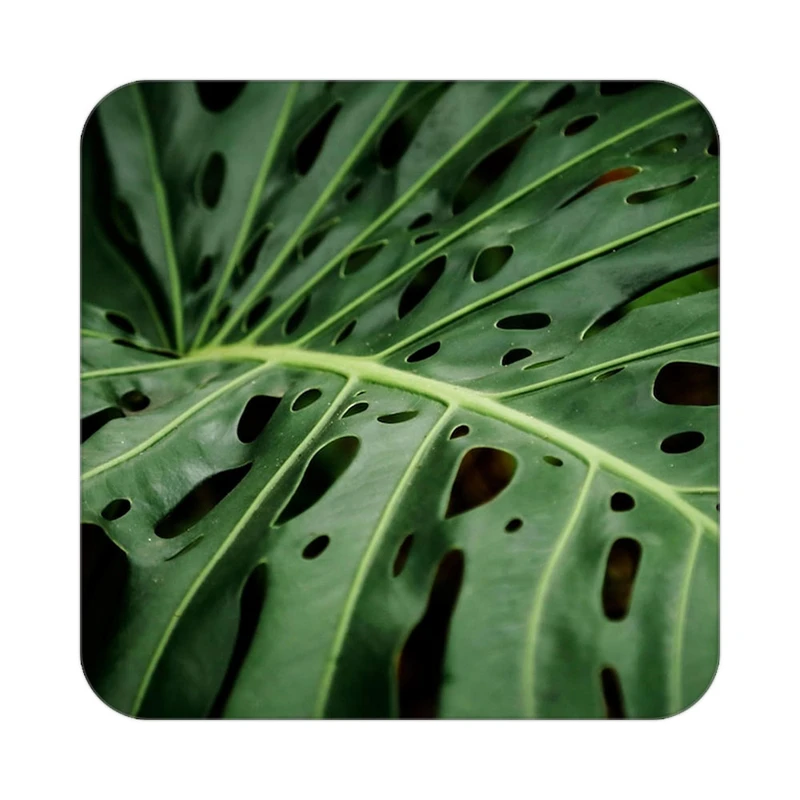 زیر لیوانی کاکتی طرح گل مدل mp19320