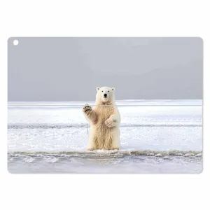 MAHOOT Polar bear Cover Sticker for ASUS Transformer 3 Pro 2016