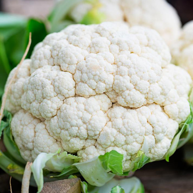 بذر گل کلم آرزومان کد 11217