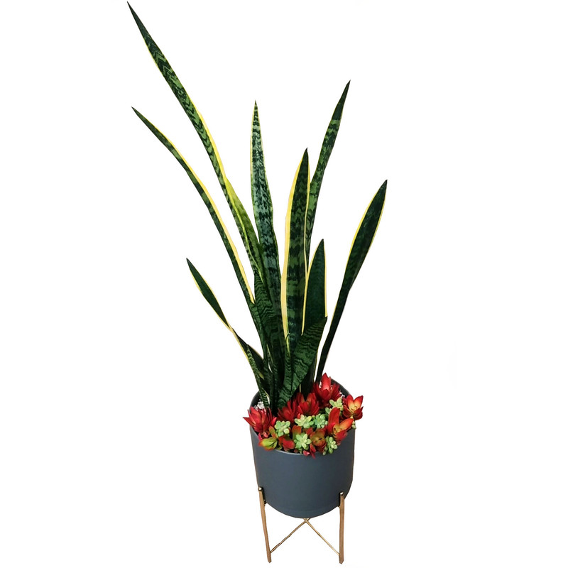 گیاه طبیعی سانسوریا مدل A-19 گیاه طبیعی سانسوریا مدل A-19