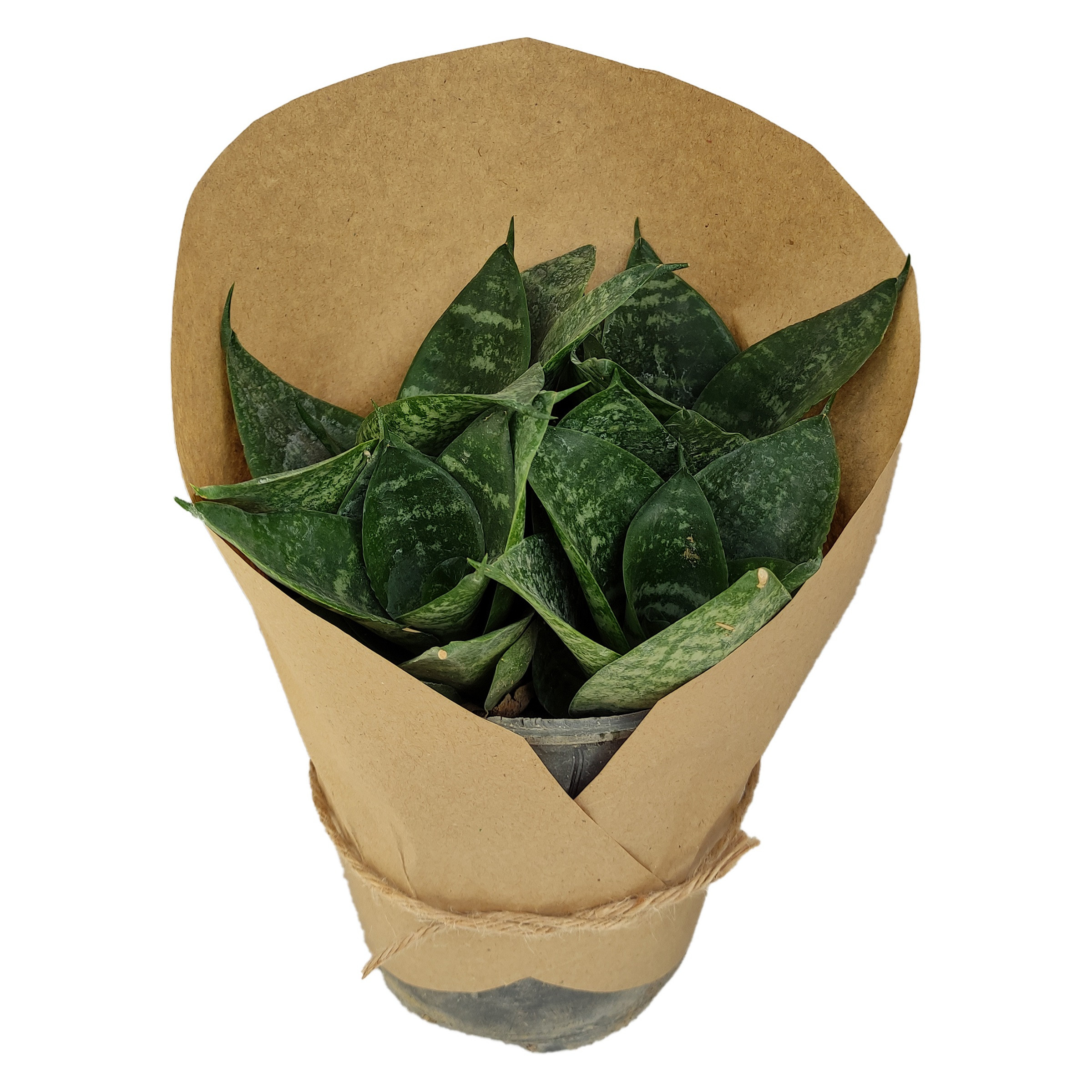 گیاه طبیعی سانسوریا پاکوتاه کد yt20