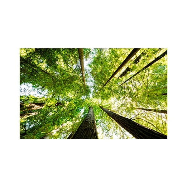  پادری مدل گل و طبیعت کد M35M001-MF0143 سایز 76x46 سانتی متر