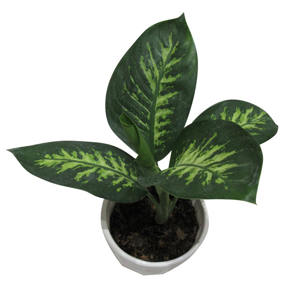 گیاه طبیعی دیفن باخیا کد S - M01