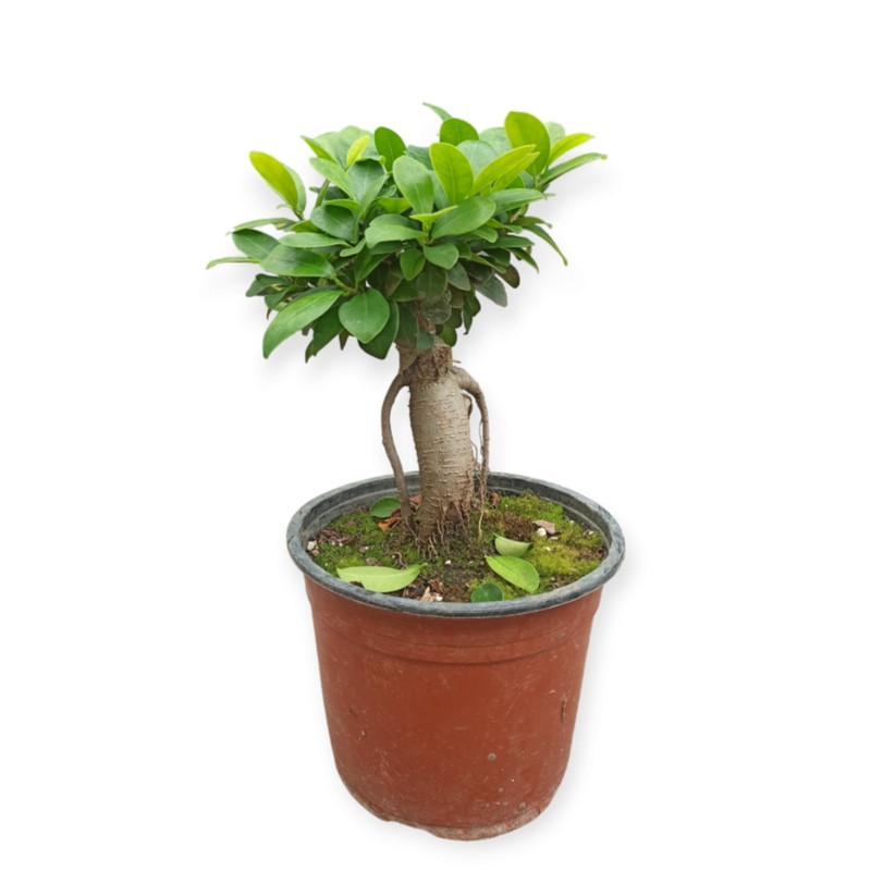 گیاه طبیعی بونسای جنسینگ مدل F16