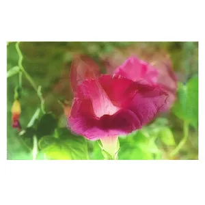 کارت پستال مدل گل