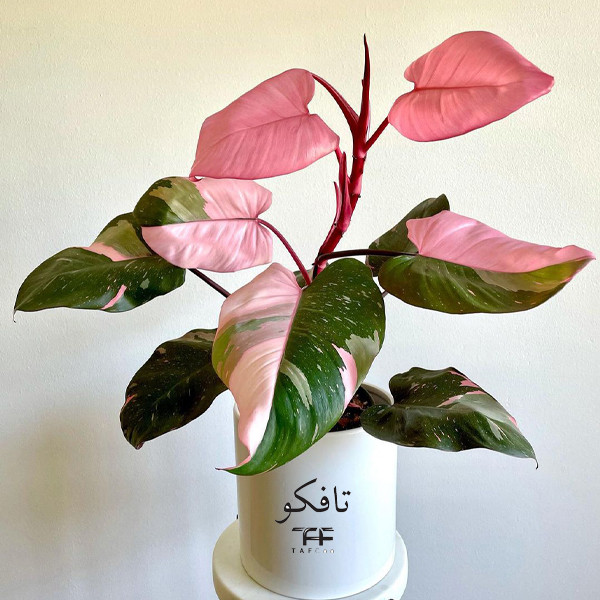 گل طبیعی فیلودندرون تافکو مدل پینک پرنسس کد 2x گل طبیعی فیلودندرون تافکو مدل پینک پرنسس کد 2x