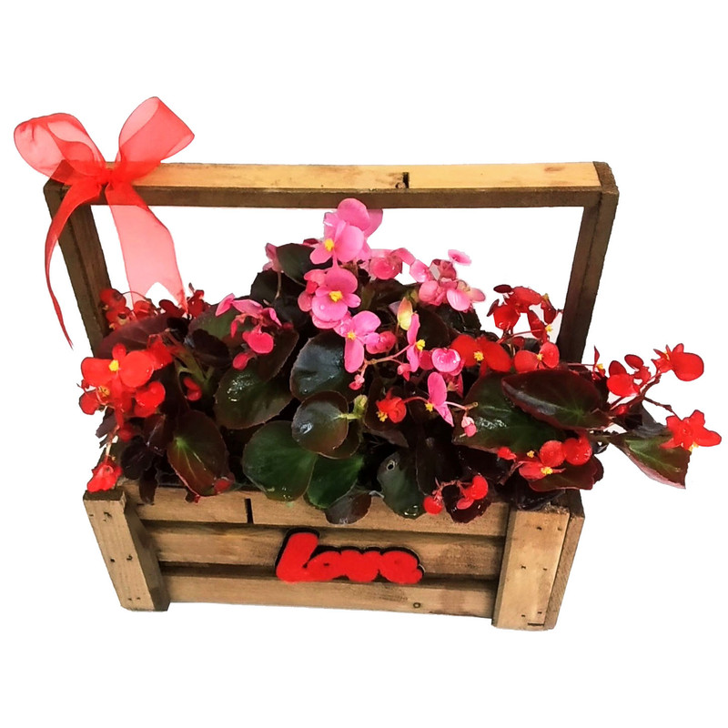 گیاه طبیعی بگونیا مدل B-3 گیاه طبیعی بگونیا مدل B-3