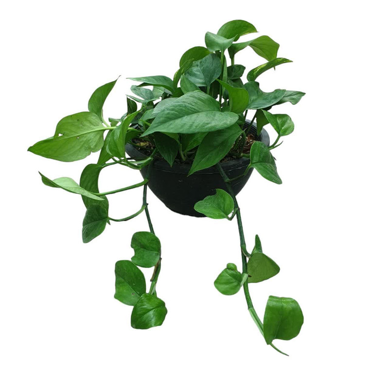 گیاه طبیعی پتوس کد 150 گیاه طبیعی پتوس کد 150