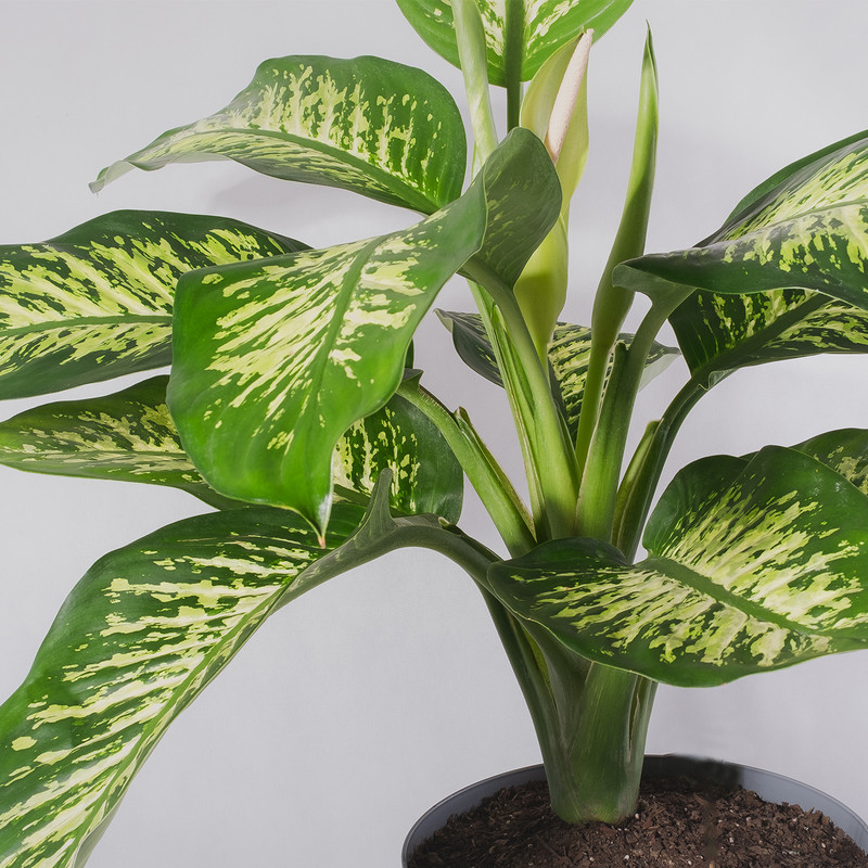 گیاه طبیعی دیفن باخیا مدل P-27