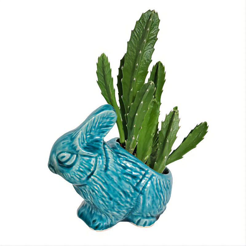 گیاه طبیعی استاپلیا گیگانتا مدل خرگوش گیاه طبیعی استاپلیا گیگانتا مدل خرگوش