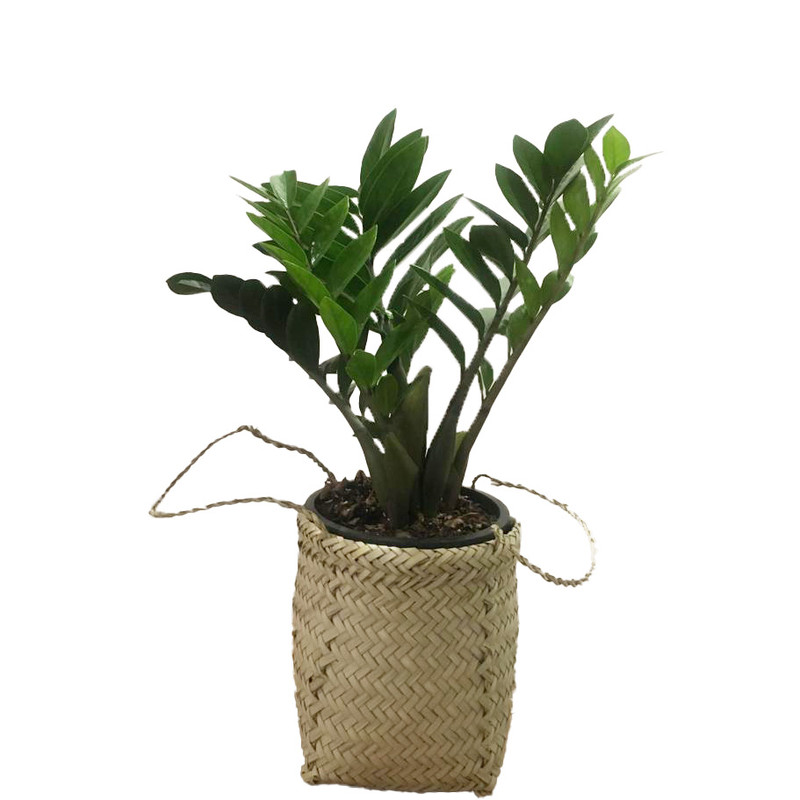 گیاه طبیعی زاموفیلیا کد ZH62