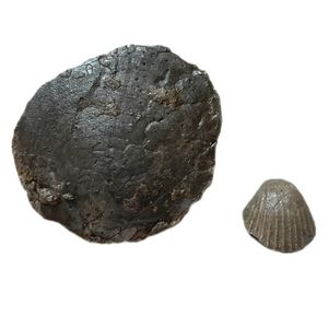 سنگ راف مدل فسیل صدف کلکسیونی آکواریوم کد 486 بسته دو عددی