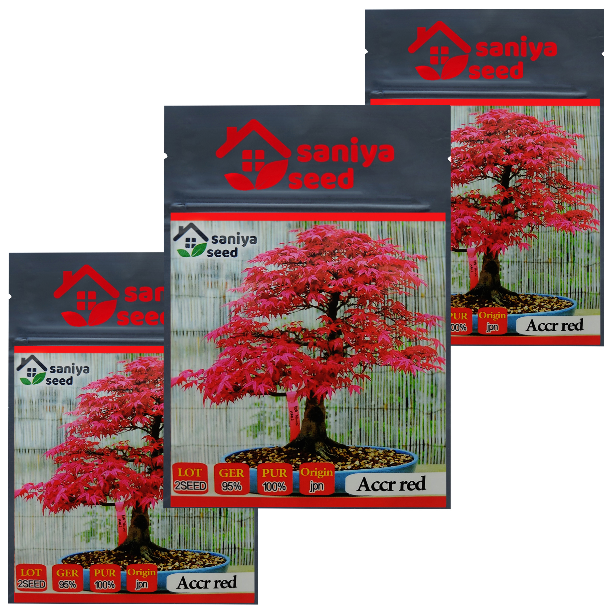 بذر بنسای افرا قرمز ژاپنی سانیا سید مدل M2 مجموعه 3 عددی بذر بنسای افرا قرمز ژاپنی سانیا سید مدل M2 مجموعه 3 عددی