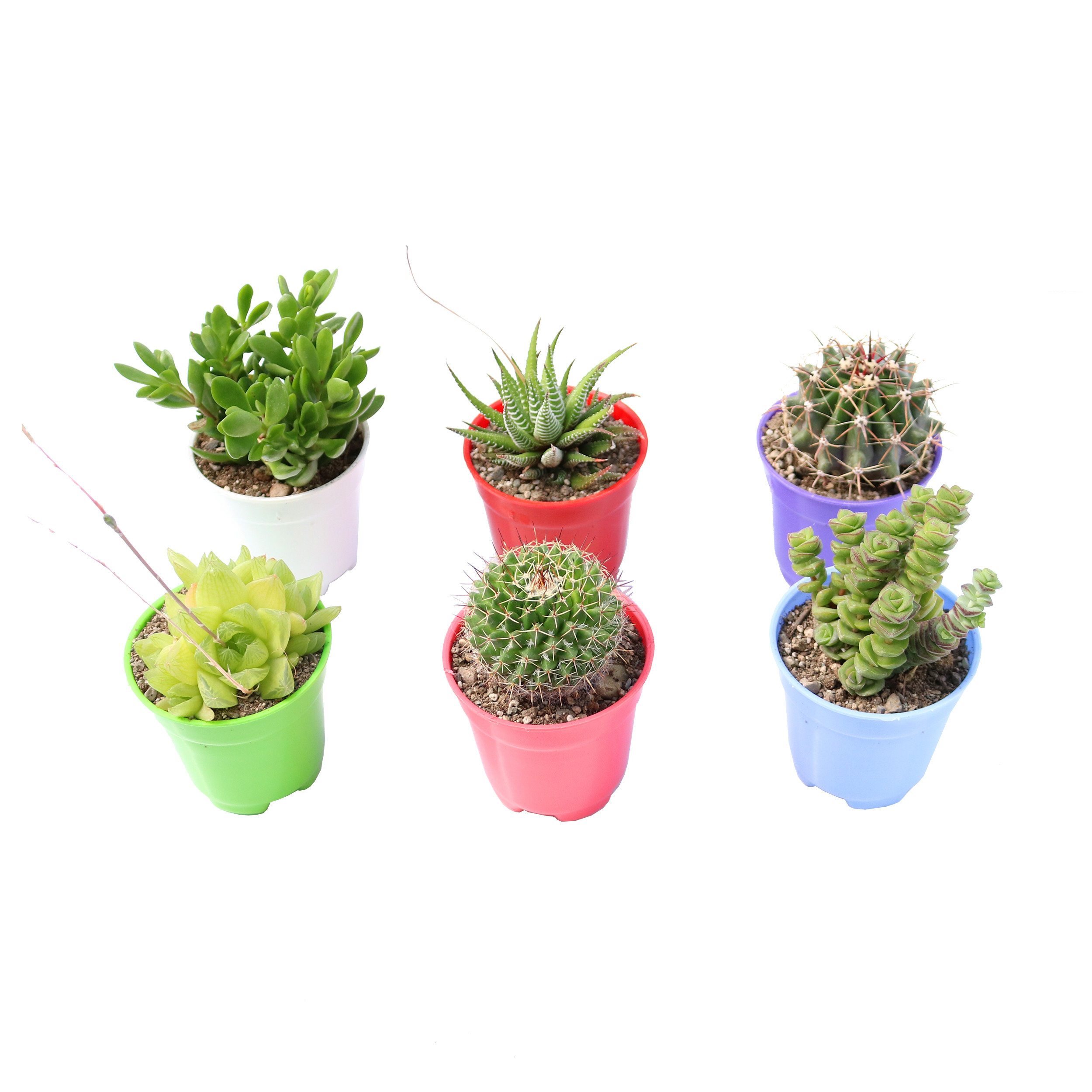 گیاه طبیعی کاکتوس و ساکولنت آیدین کاکتوس کد CB-050 مجموعه 6 عددی