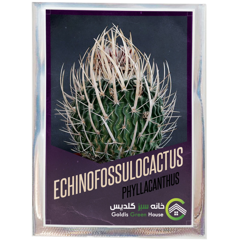 بذر اچینوفوسالوکاکتوس فیلاکانتوس خانه سبز گلدیس کد 24