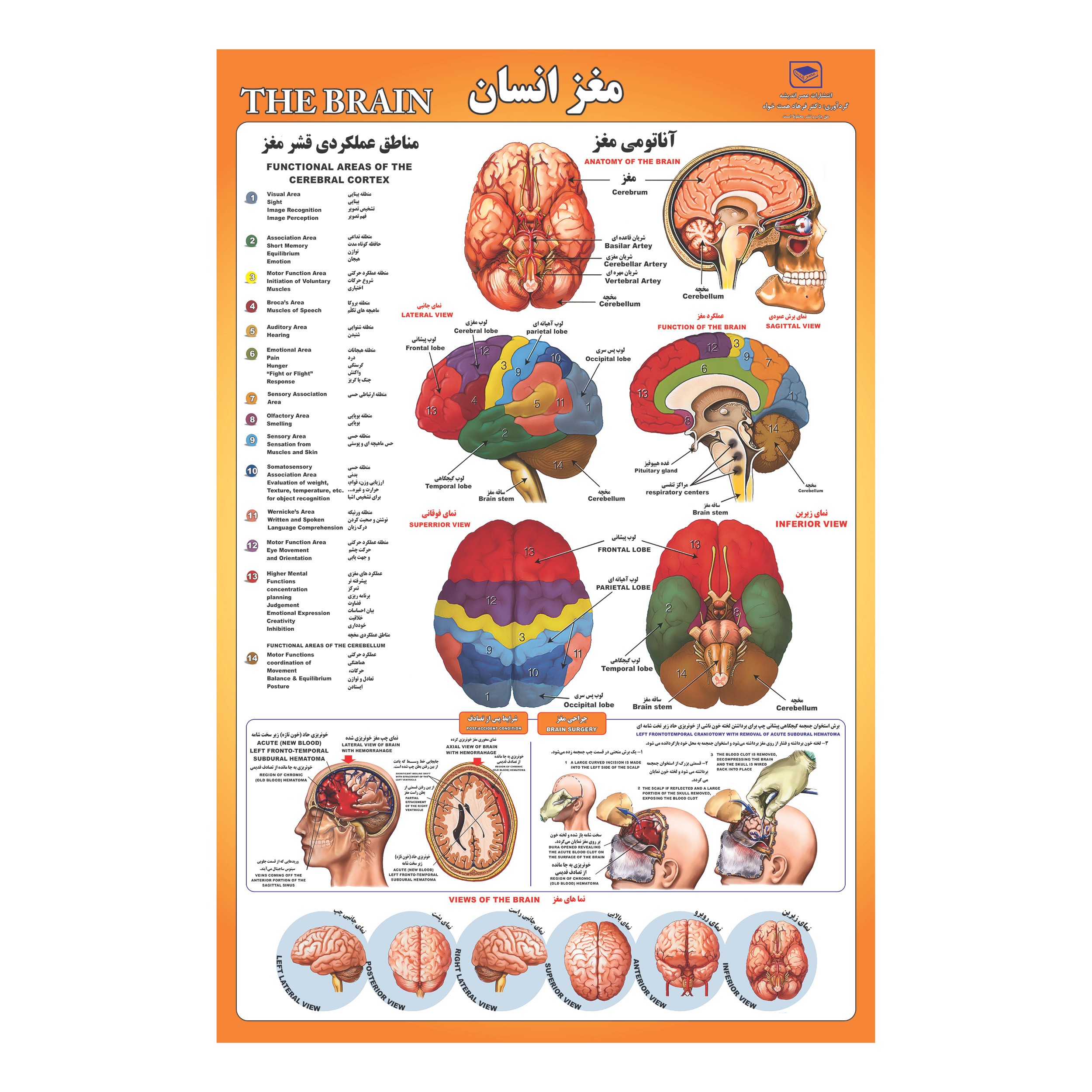 پوستر آموزشی مدل قلب مغز دندان و بدن انسان مجموعه 4 عددی