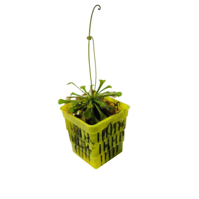 گیاه حشره خوار دروزرا خورشیدی مدل sh-2021 گیاه حشره خوار دروزرا خورشیدی مدل sh-2021