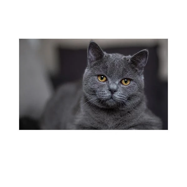   پادری مدل حیوانات کد HSHMA0026 سایز 76x46 سانتی متر