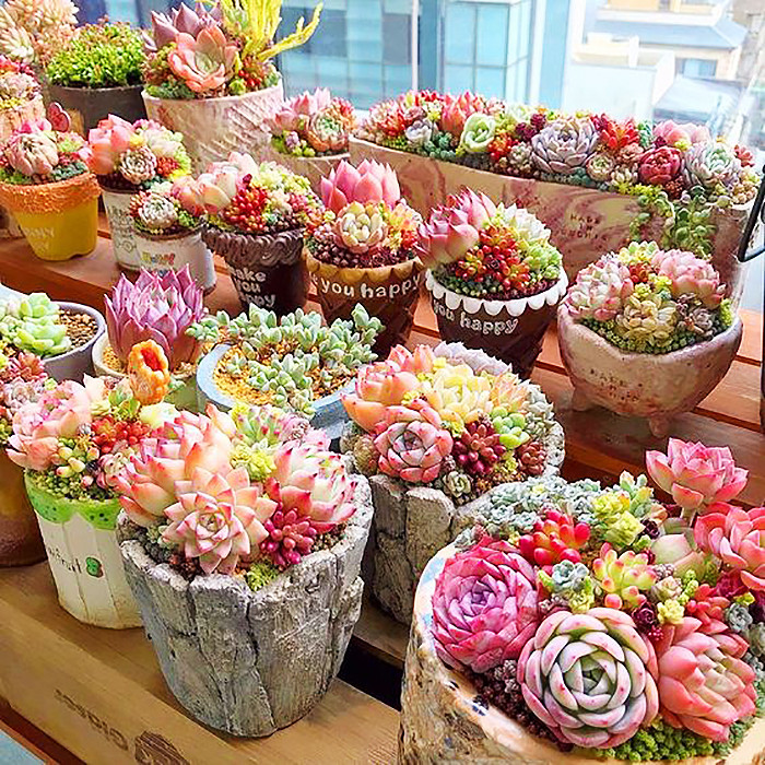 بذر ساکولنت میکس سانیا سید مدل E3 بذر ساکولنت میکس سانیا سید مدل E3