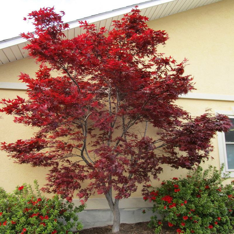 بذر بنسای افرا وانیا سید مدل P6 مجموعه 5 عددی