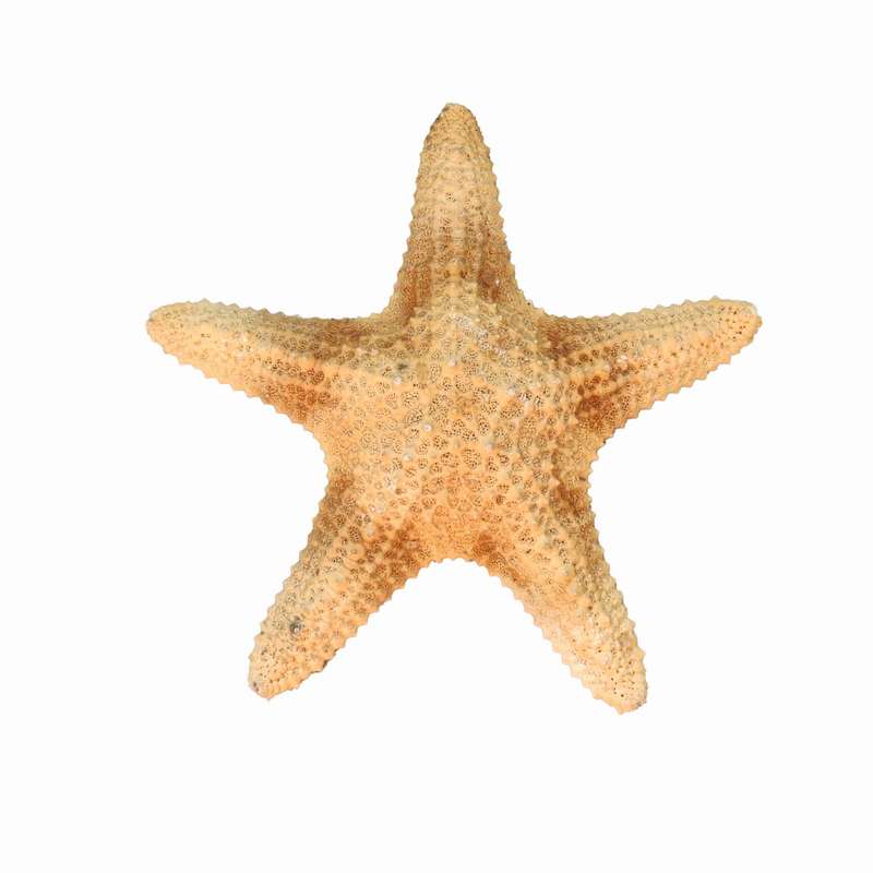 ستاره دریایی تزیینی مدل f4