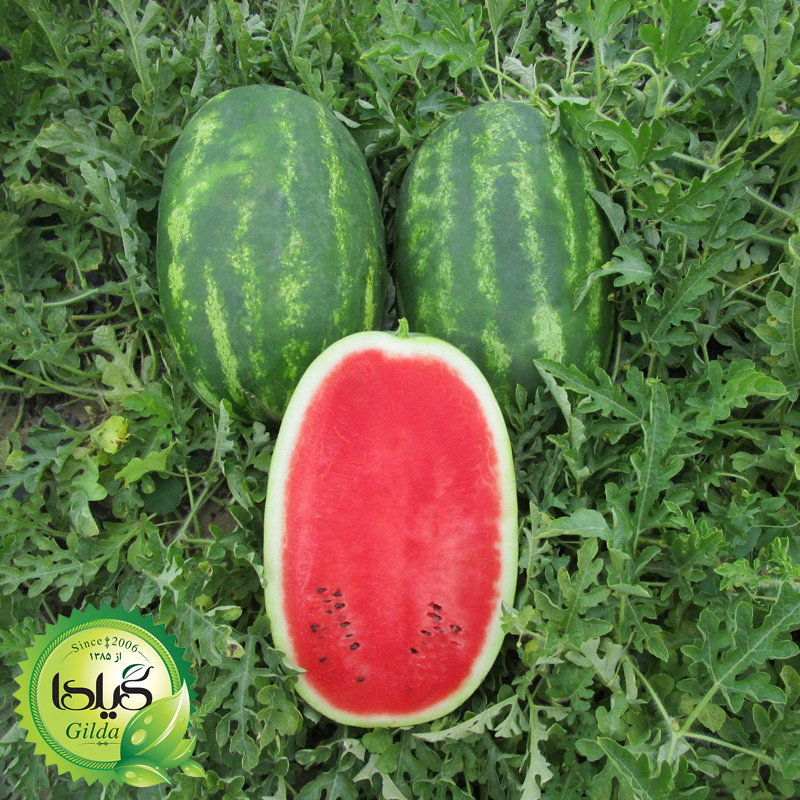 بذر هندوانه کشیده گیلدا کد 712