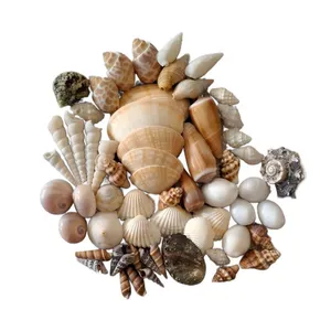 صدف تزیینی آکواریوم مدل UPS60 بسته 60 عددی