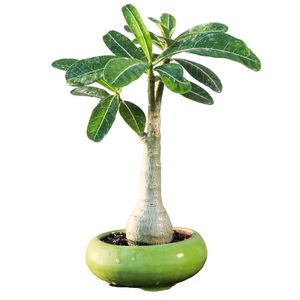 گیاه طبیعی بونسای آدنیوم مدل عربیکم