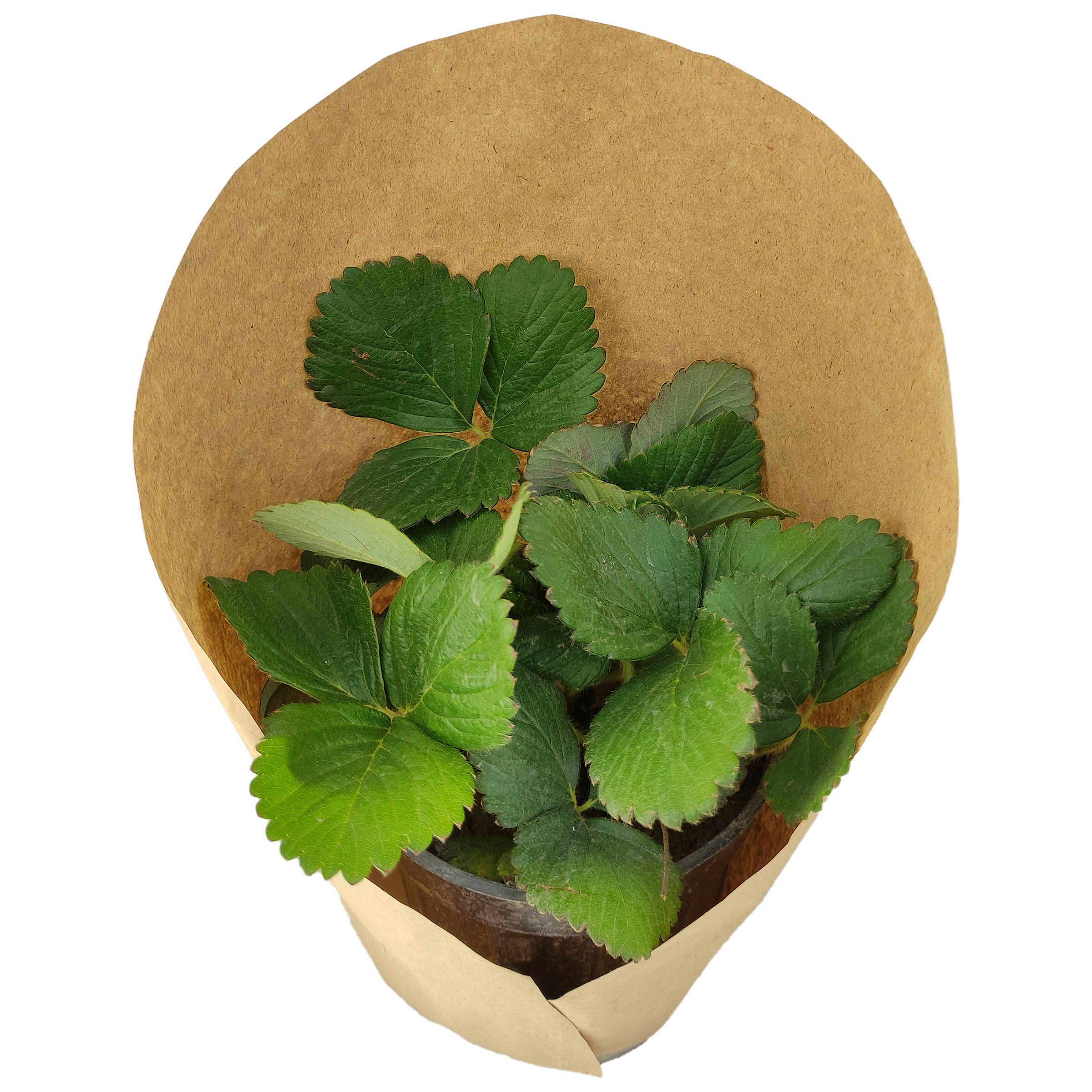 گیاه طبیعی توت فرنگی کد yt47