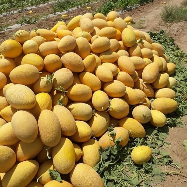 بذر خربزه زرد ایوانکی زربذر ایرانیان کد ZBP-45