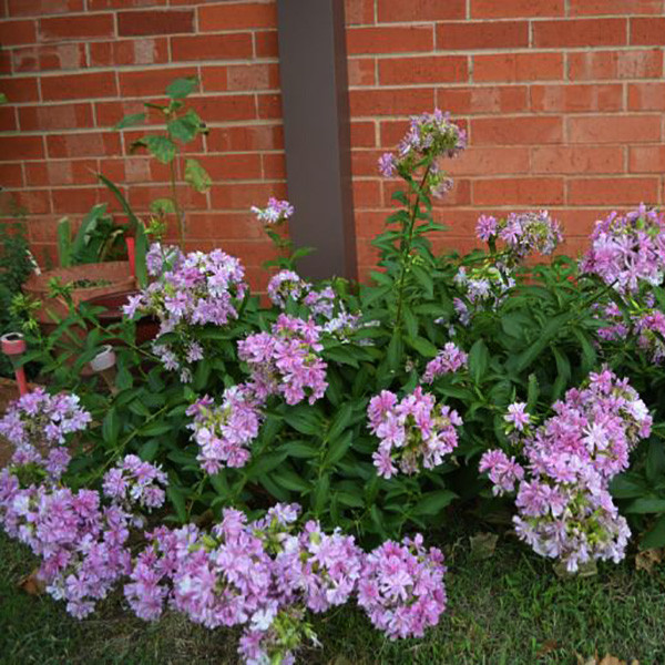 بذر گل صابونی وانیا سید مدل X40