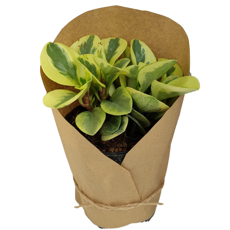 گیاه طبیعی قاشقی کد yt7