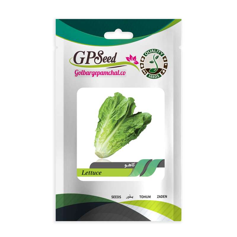 بذر کاهو گلبرگ پامچال کد GPF-123