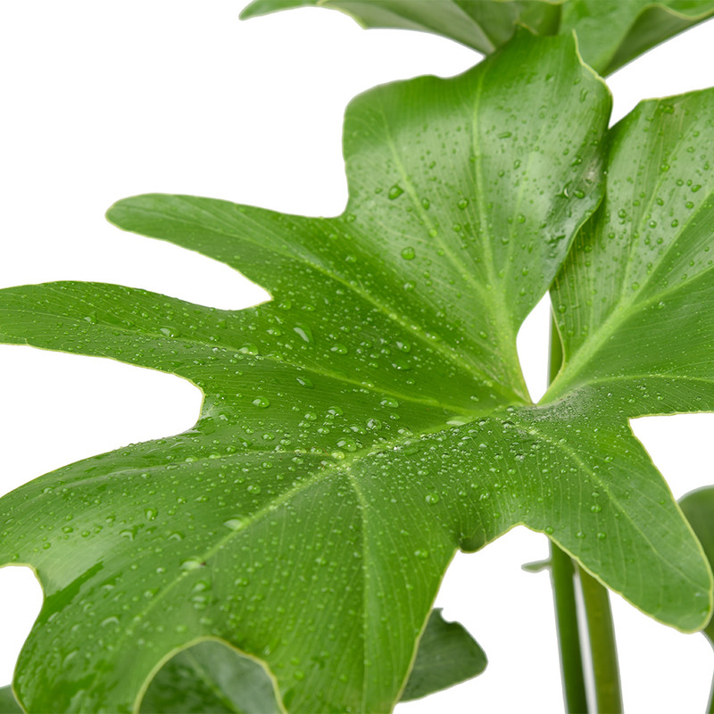 گیاه طبیعی برگ انجیری سلوم دو بوته کد 10752/2203 گیاه طبیعی برگ انجیری سلوم دو بوته کد 10752/2203