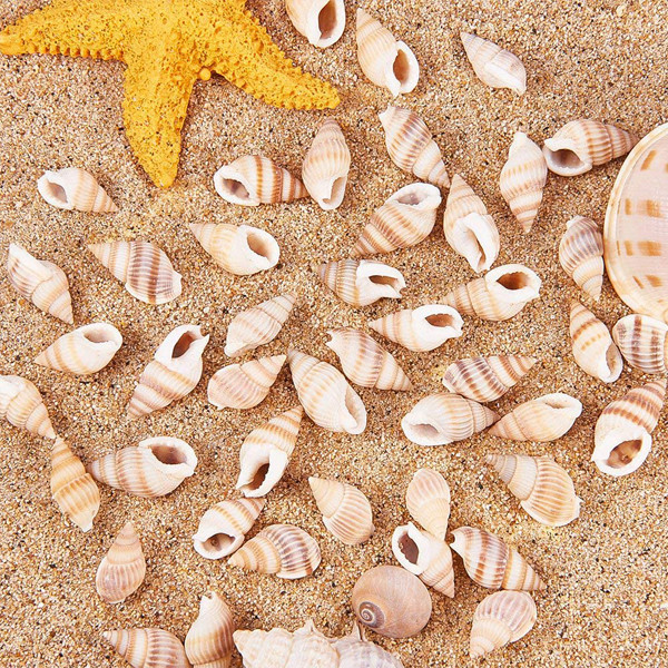 صدف تزیینی آکواریوم کد 3 وزن 30 گرم