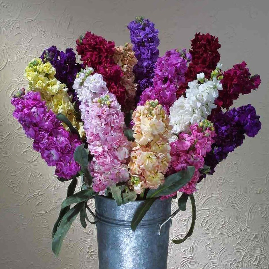 بذر گل شب بو پاکوتاه الوان وانیا سید مدل O134