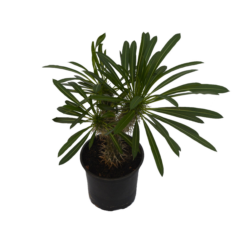 گیاه طبیعی ماداگاسکار مدل چند شاخه