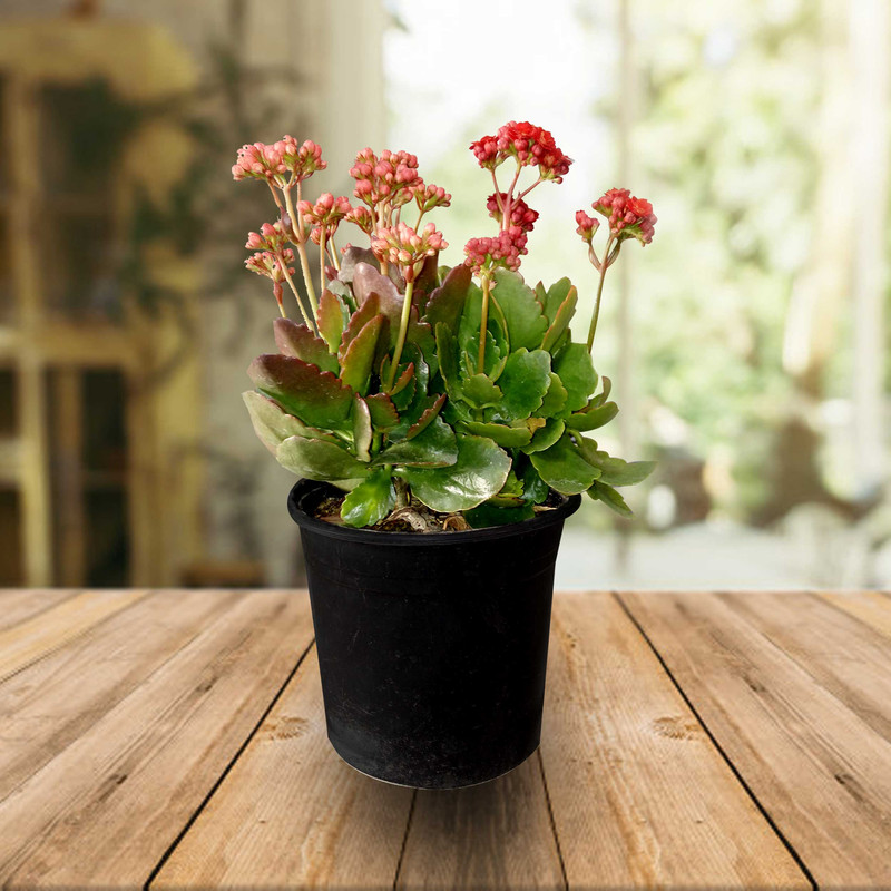 گیاه آپارتمانی کالانکوا کد KA22