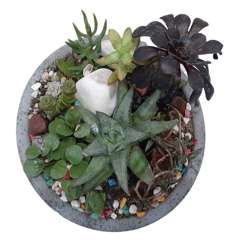 گیاه طبیعی کاکتوس مدل جزیره