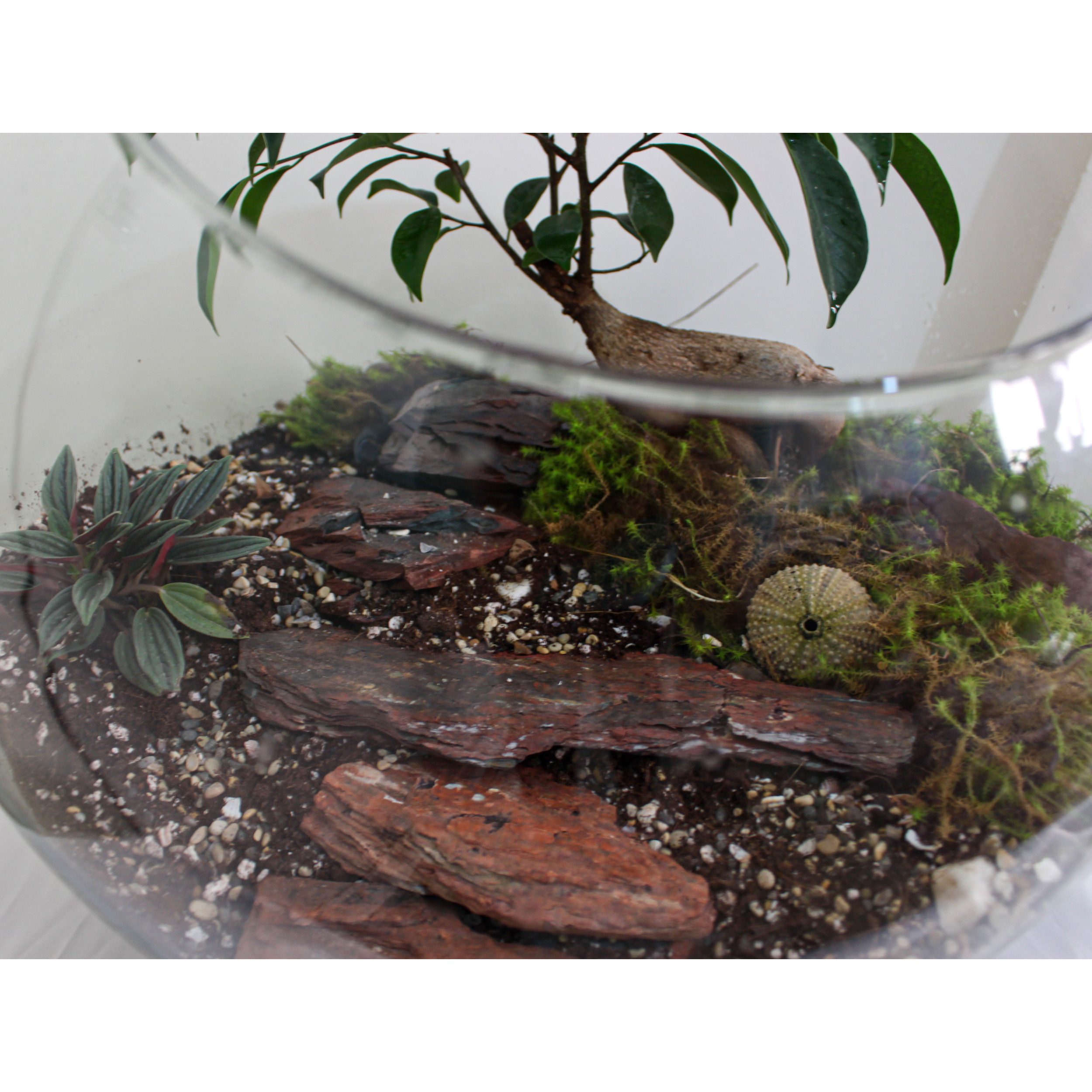 تراریوم گیاه طبیعی کد huge-7000