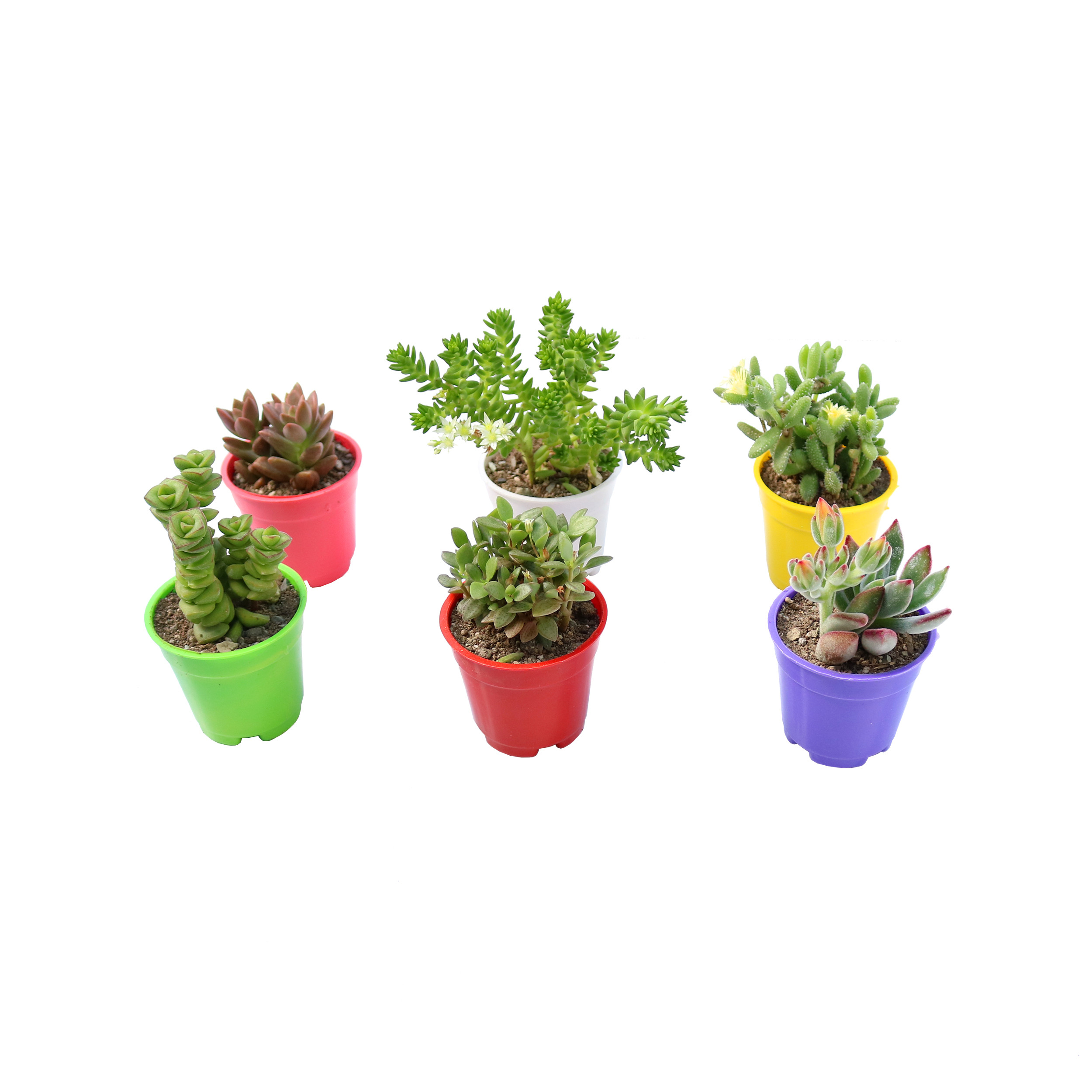 گیاه طبیعی ساکولنت آیدین کاکتوس کد CB-016 مجموعه 6 عددی گیاه طبیعی ساکولنت آیدین کاکتوس کد CB-016 مجموعه 6 عددی