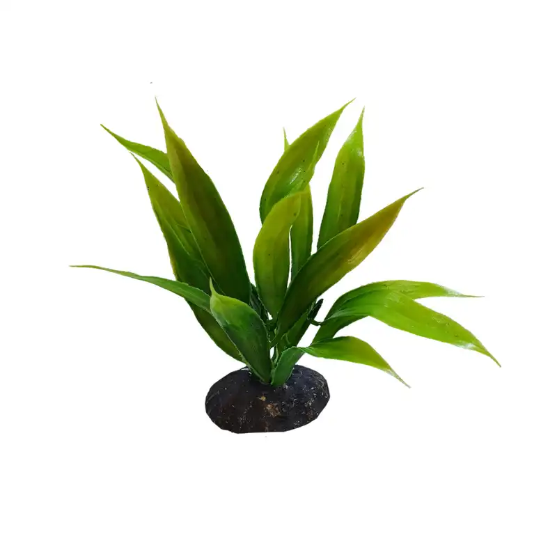 گیاه تزیینی آکواریوم مدل کریپتون  T2