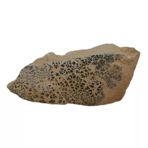 سنگ راف شجر مدل فسیلی کد 137