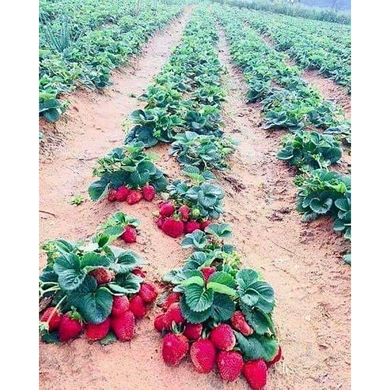 بذر توت فرنگی گاویتا فصل سبز کد FSSEED-034