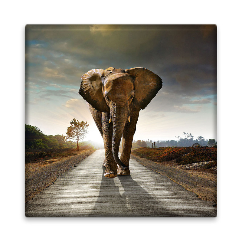 کاشی مدل R1198 طرح فیل