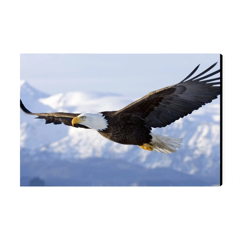 تابلو شاسی عرش مدل فانتزی عقاب کد As4770