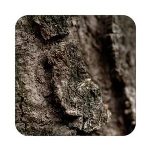 زیر لیوانی کاکتی طرح گل مدل mp16760