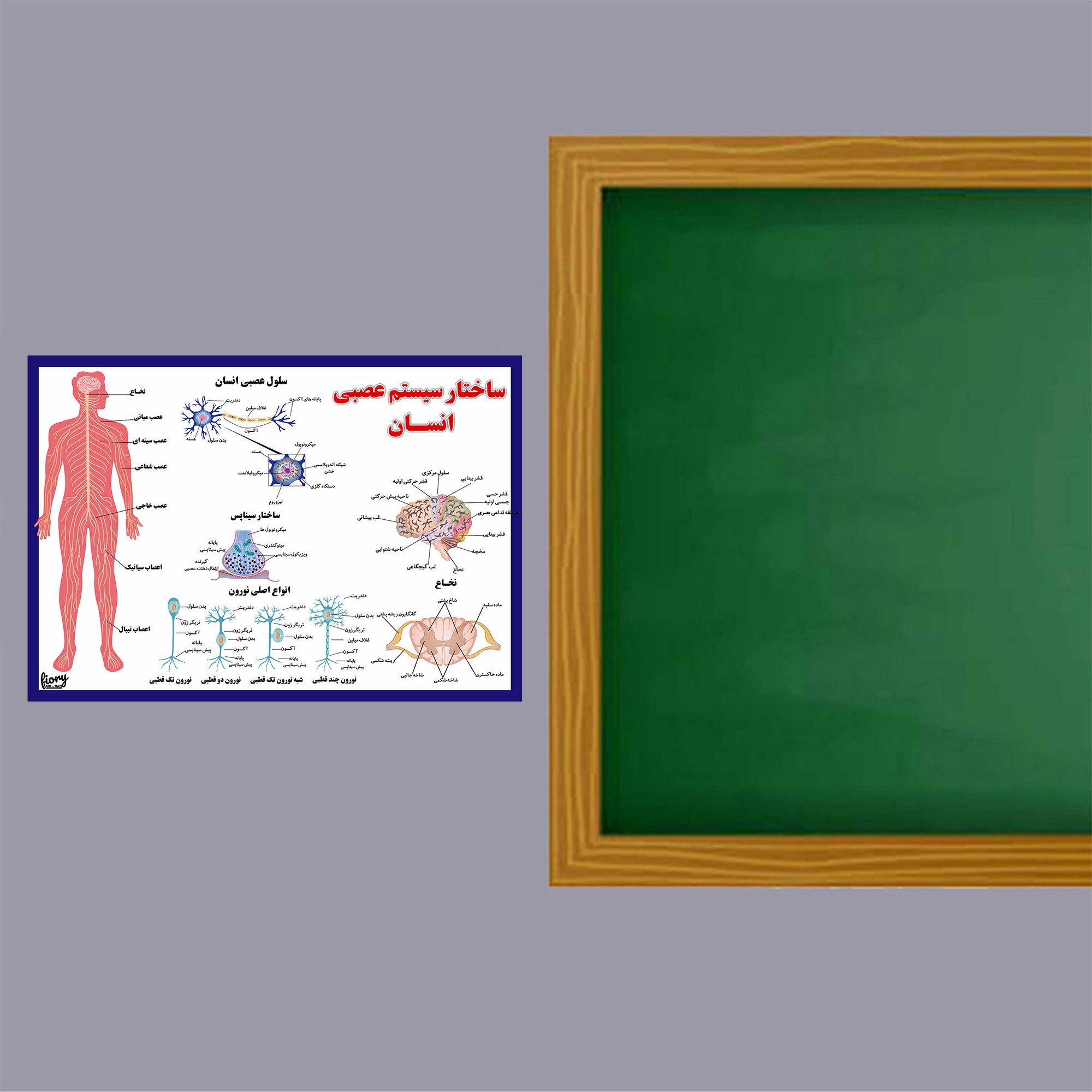پوستر آموزشی مستر راد مدل ساختار سیستم عصبی انسان کد fiory 2310